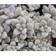 Graptopetalum 'Mendozae variegata'
