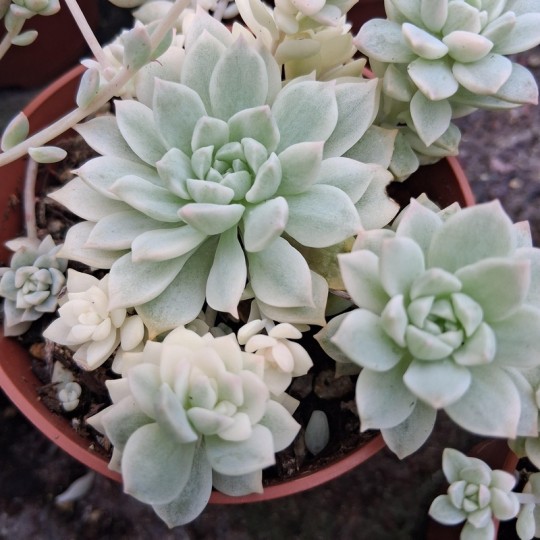Echeveria prolifica variegata