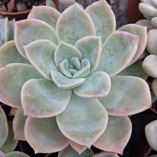 Graptoveria 'Fantôme'