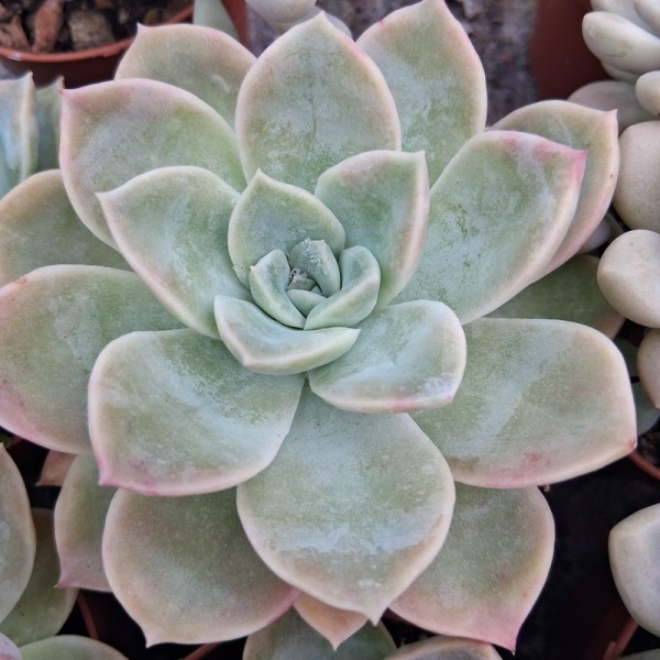 Graptoveria 'Fantôme'