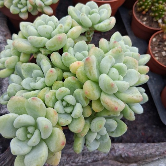 Sedum 'Clavatum'