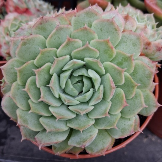 Echeveria 'Charlotte Rose'