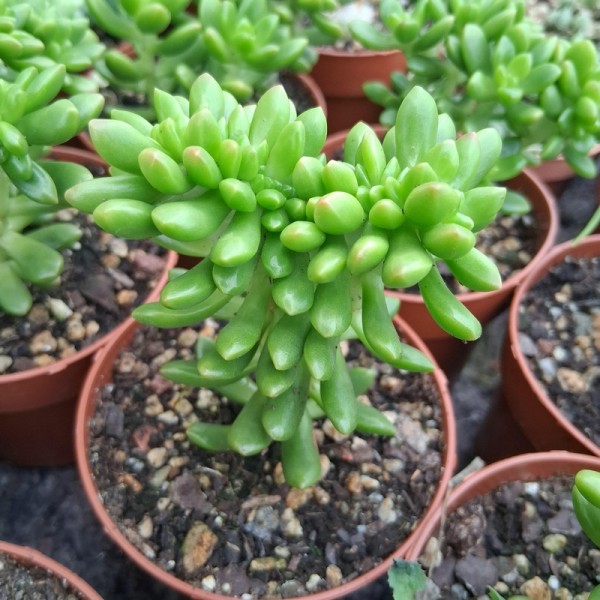 Sedum x 'Lucidum Obesum' cristé