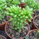 Sedum x 'Lucidum Obesum' cristé