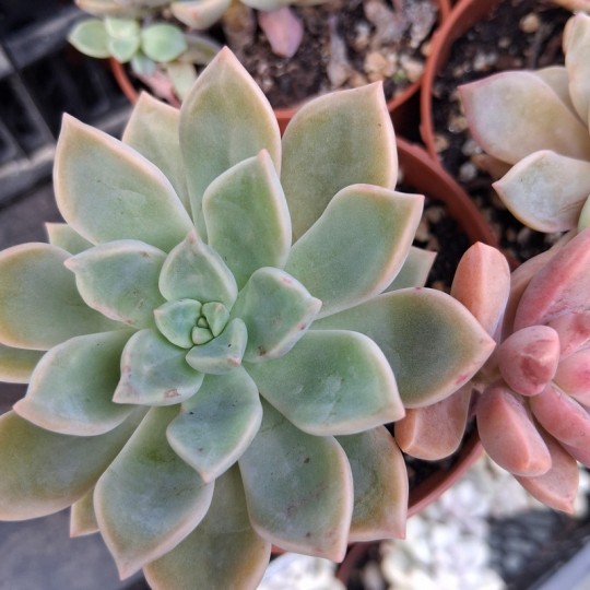 Graptoveria 'Acaulis'
