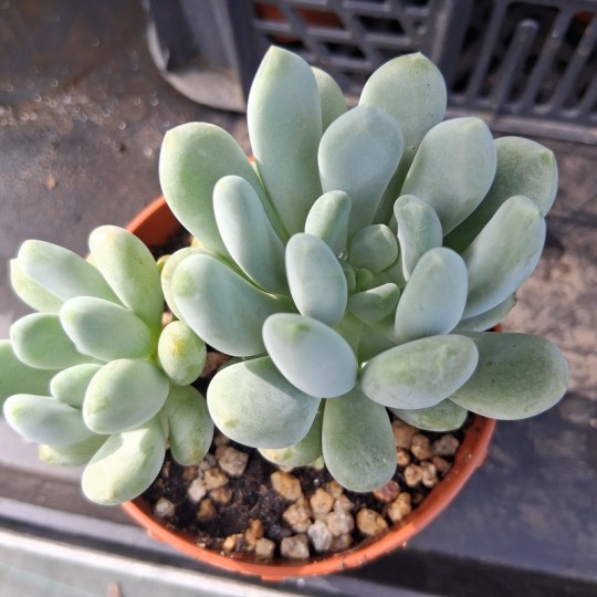 Pachyveria 'Clavifolia'