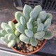 Pachyveria 'Clavifolia'