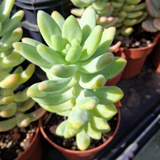 Graptosedum 'Blue Giant'