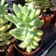Graptosedum 'Blue Giant'