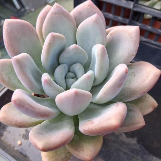 Graptoveria 'Opalina'
