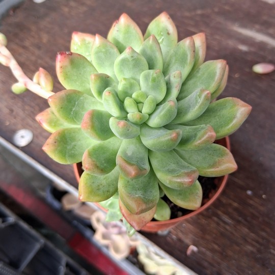 Pachyveria 'Parladopora'
