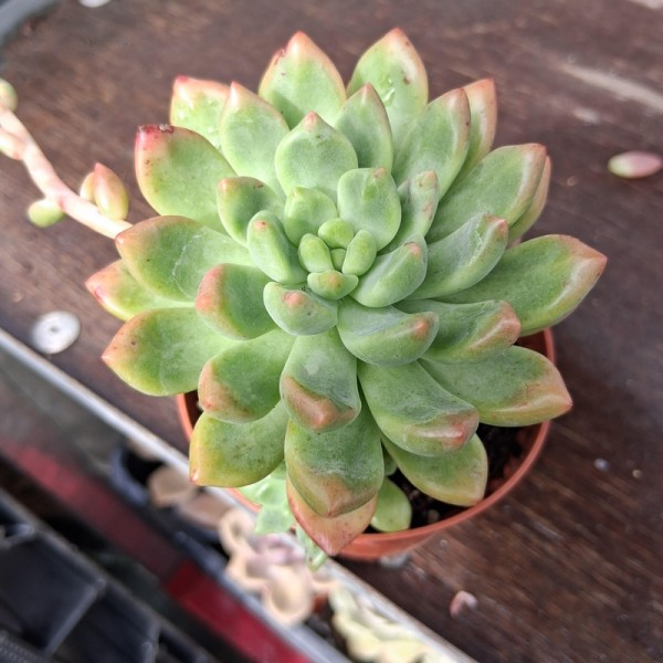 Pachyveria 'Parladopora'
