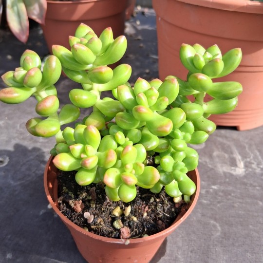 Sedum lucidum 'Obésum'