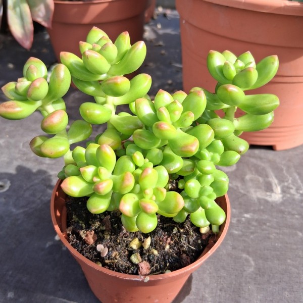 Sedum lucidum 'Obésum'