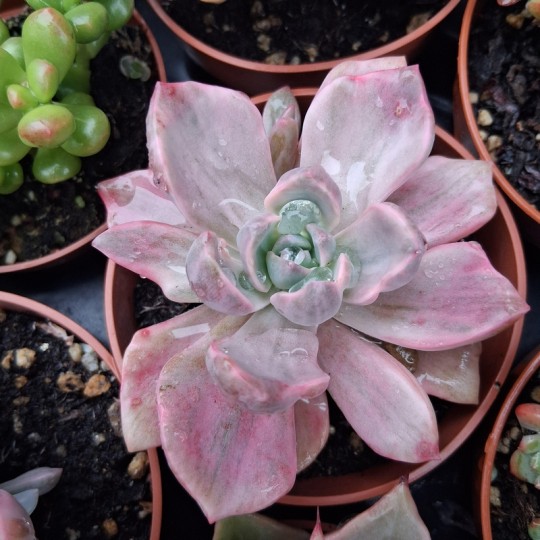 Graptoveria 'Mrs Richard variegata'