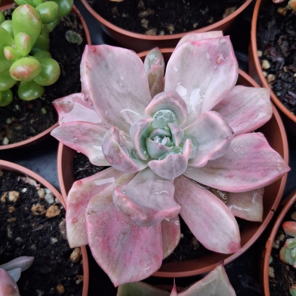 Graptoveria 'Mrs Richard variegata'