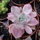 Graptoveria 'Mrs Richard variegata'