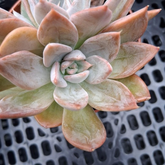 Echeveria 'Silver Queen'
