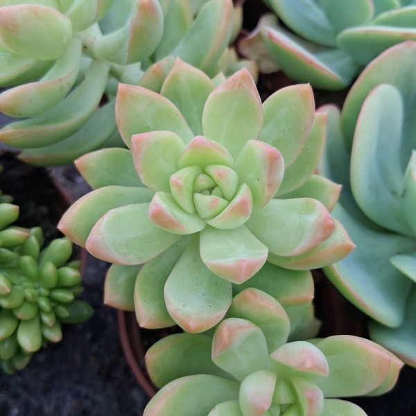 Sedum 'Golden Glow'