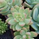 Sedum 'Golden Glow'