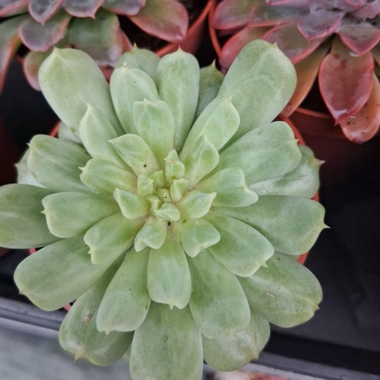 Echeveria 'Irish Mint'