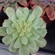 Echeveria 'Irish Mint'