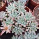 Graptopetalum rusbiyi