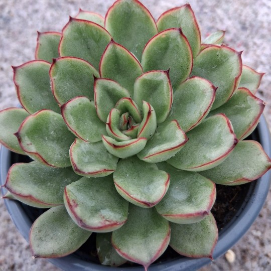 Echeveria pulidonnis