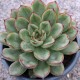 Echeveria pulidonnis