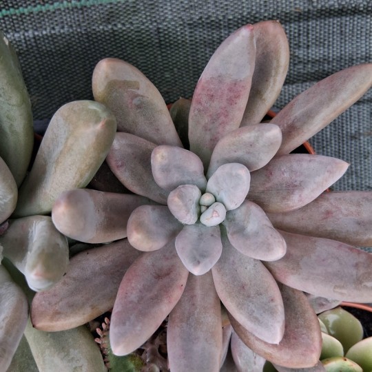 Graptoveria 'Adelante'