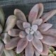 copy of Pachyveria 'Crown Ball'