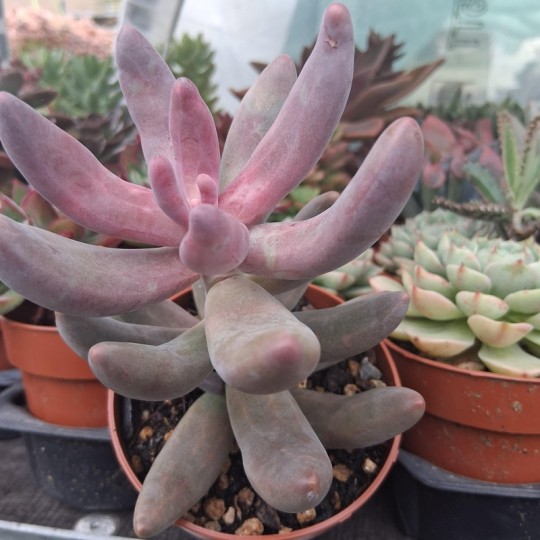 Pachysedum 'Ganzhou'