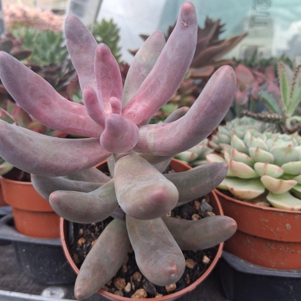 Pachysedum 'Ganzhou'