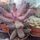 Pachysedum 'Ganzhou'