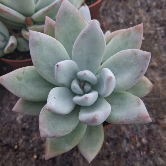 Pachyveria 'Powder Puff'