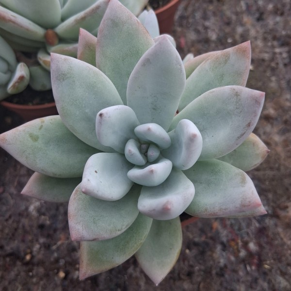 Pachyveria 'Powder Puff'