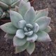 Pachyveria 'Powder Puff'