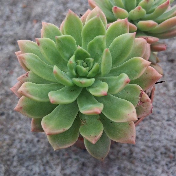 Sedum 'Wayra'