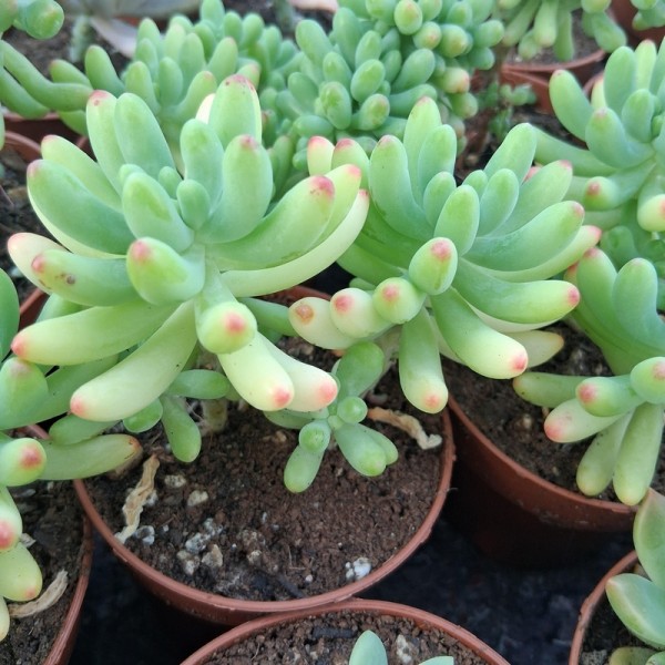 Sedum pachyphylum