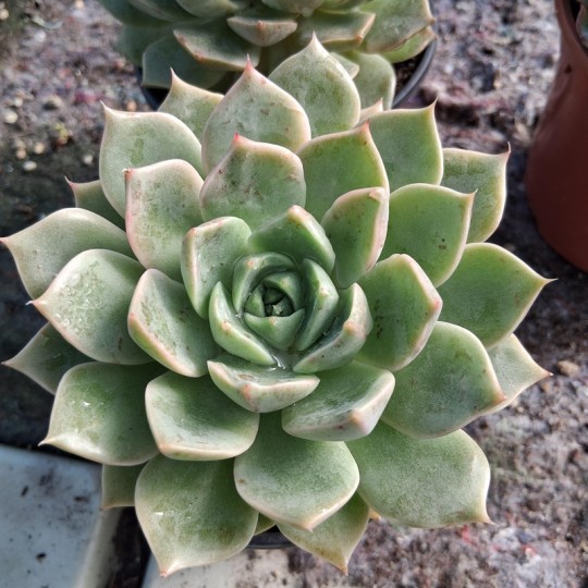 Graptoveria 'Margarete Reppin'