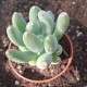 copy of Pachyveria 'Clavifolia'