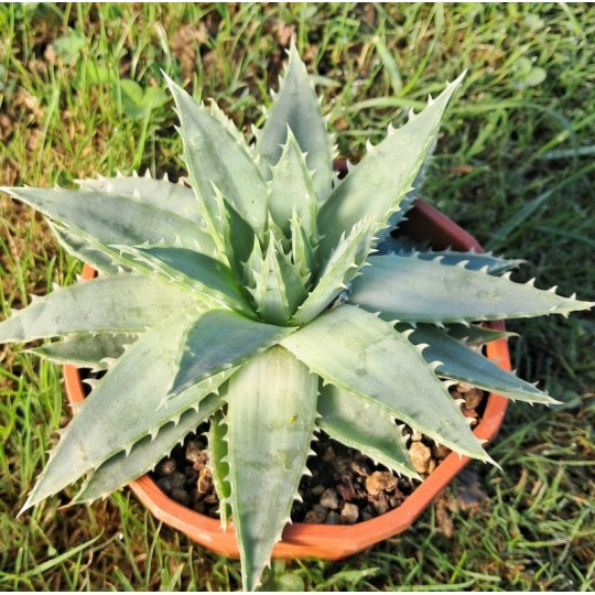 Aloé polyphylla