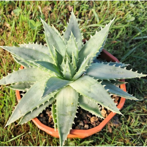 Aloé polyphylla