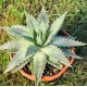 Aloé polyphylla