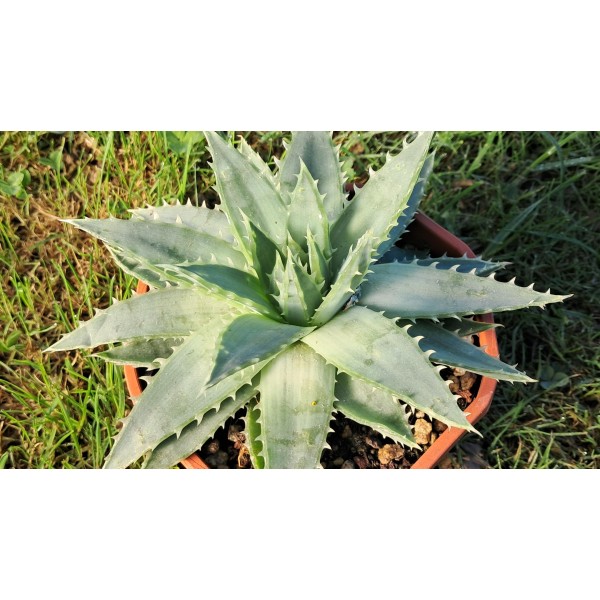 Aloé polyphylla