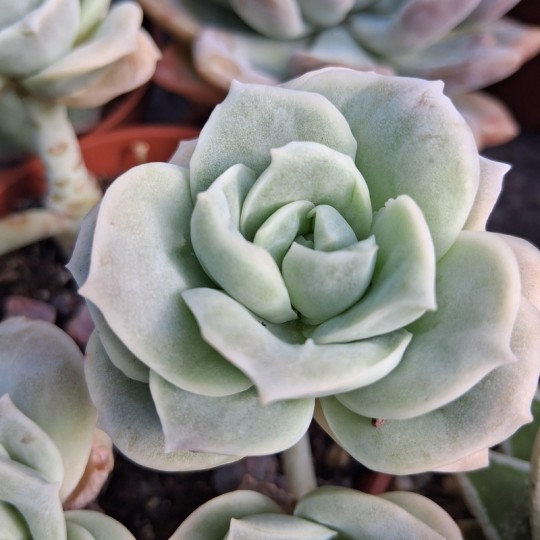 Graptoveria 'Lovely Rose'