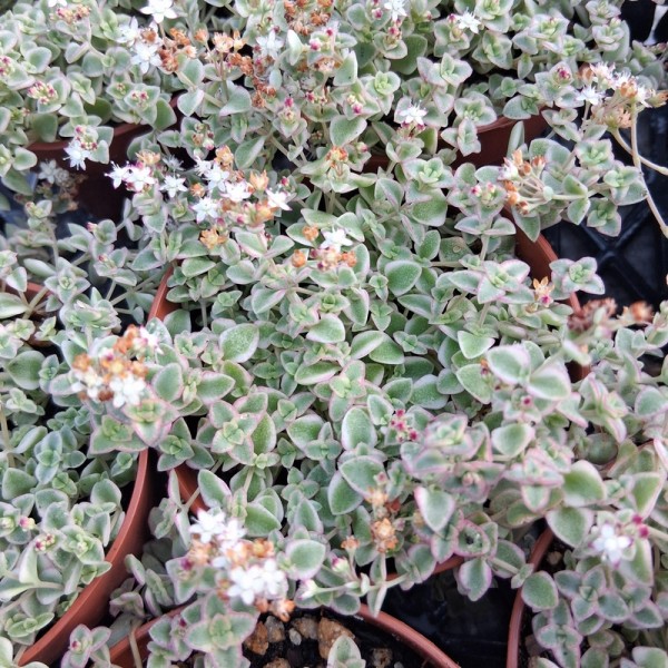 Crassula pellucida ssp. marginalis 'Minima'