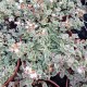 copy of Crassula 'Benjamin'