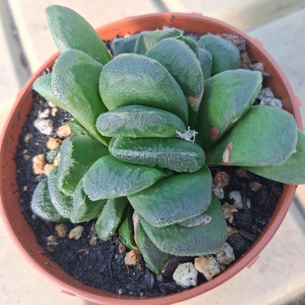 Haworthia maghaunii