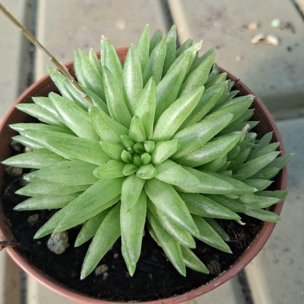 copy of Graptopetalum 'Purple Delight'